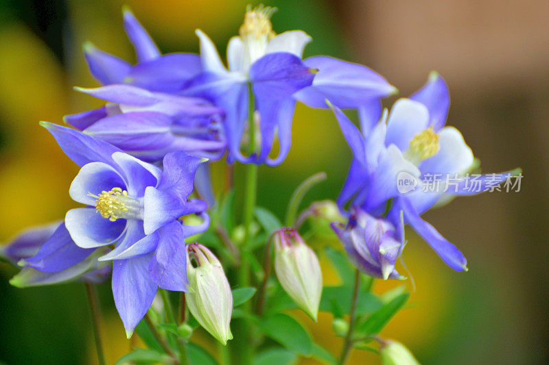 水仙花/耧斗菜花